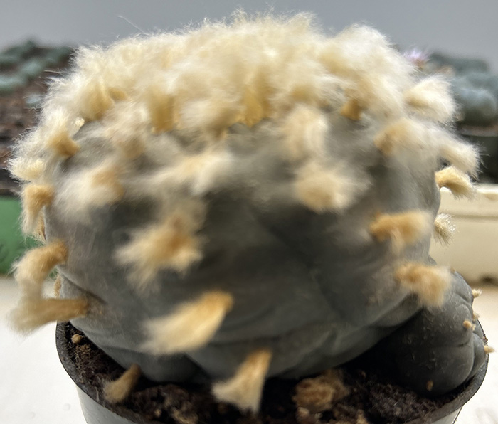 Lophophora williamsii